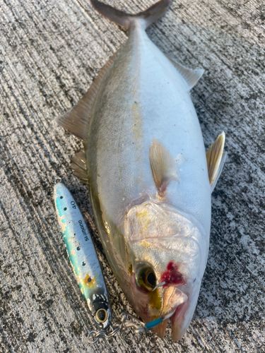 ショゴの釣果