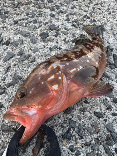 キジハタの釣果