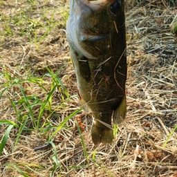 ラージマウスバス