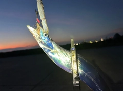 タチウオの釣果