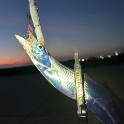 タチウオ