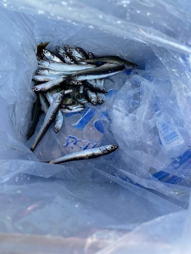 カタクチイワシ