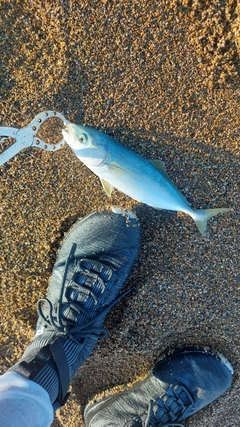 コゾクラの釣果