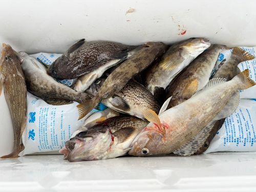アイナメの釣果