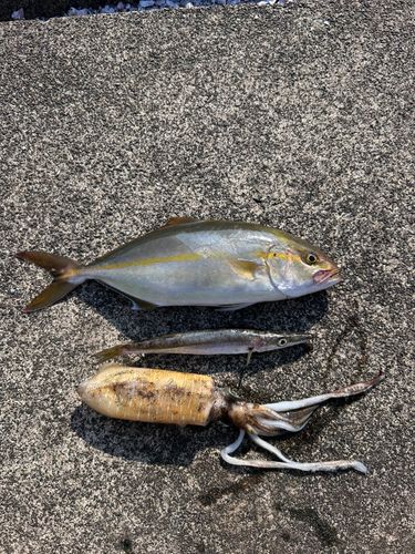 釣果