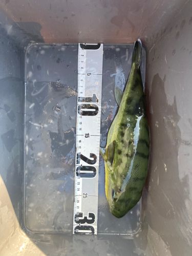 フグの釣果
