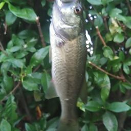 ラージマウスバス