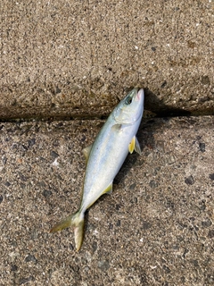 ツバスの釣果