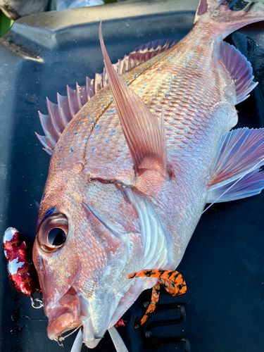 マダイの釣果