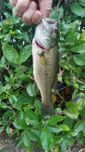 ラージマウスバスの釣果