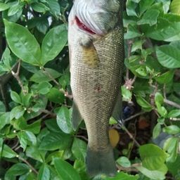 ラージマウスバス