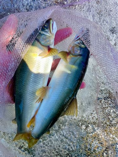 アユの釣果