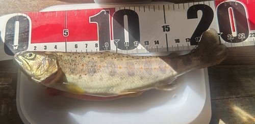 アマゴの釣果