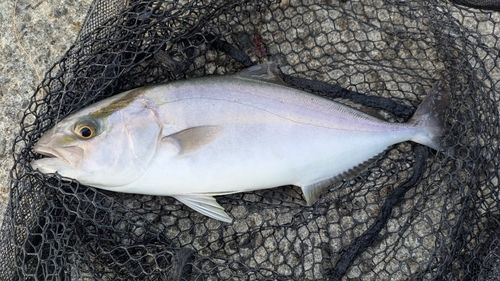 ネリゴの釣果