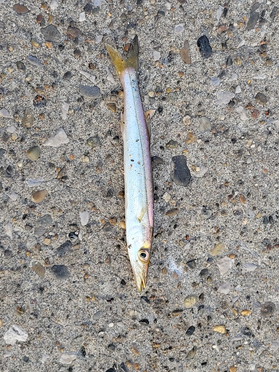 カマス