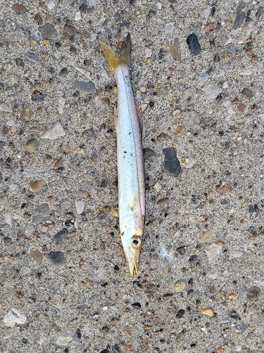 カマスの釣果