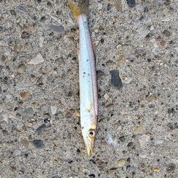カマス