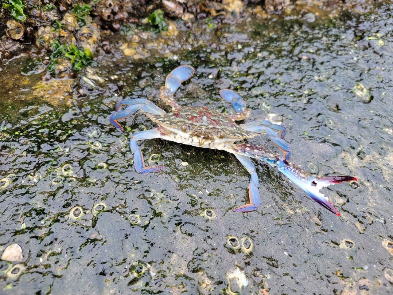 カマス