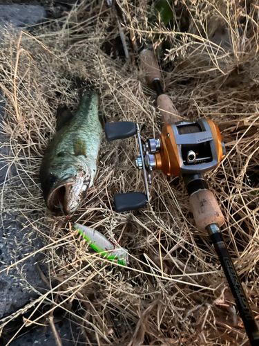 ラージマウスバスの釣果
