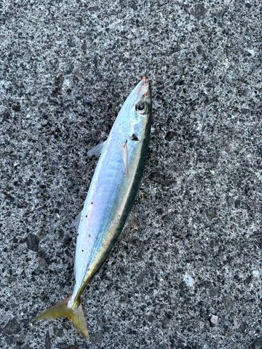 ムロアジの釣果