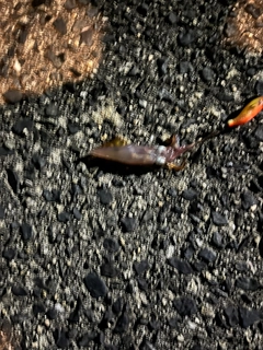 チイチイイカの釣果