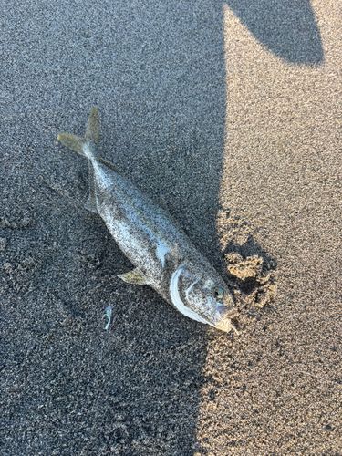 ワカシの釣果