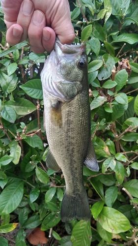 ラージマウスバスの釣果
