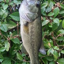 ラージマウスバス