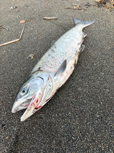 アキアジの釣果