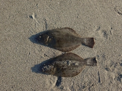 ヒラメの釣果