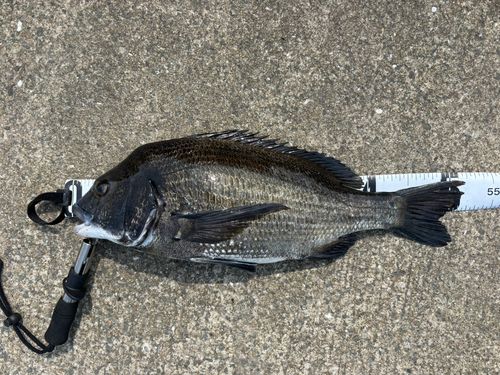 チヌの釣果