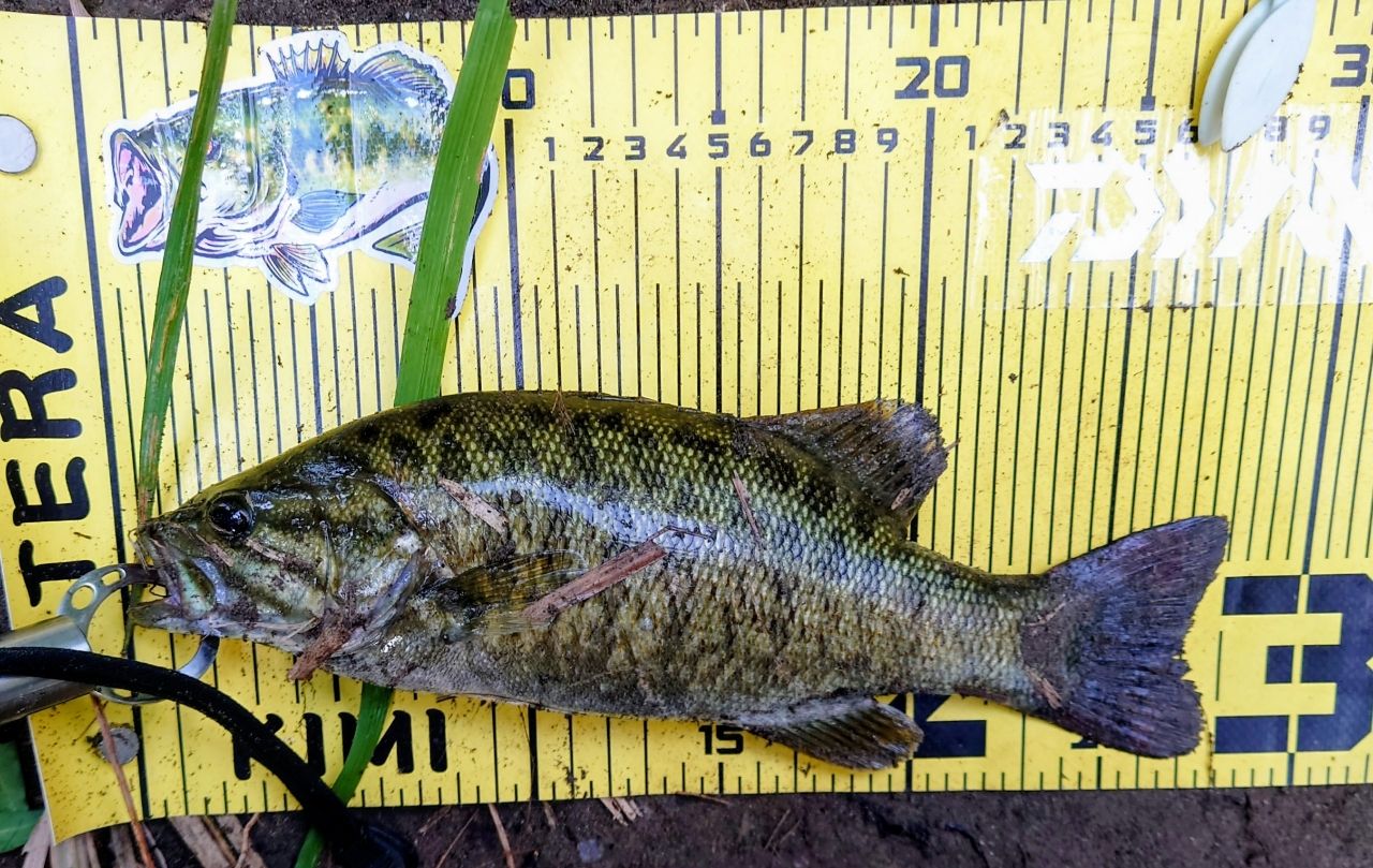 スモールマウスバス