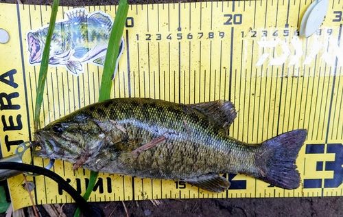 スモールマウスバスの釣果