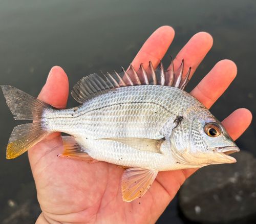 キビレの釣果