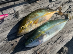 ショゴの釣果