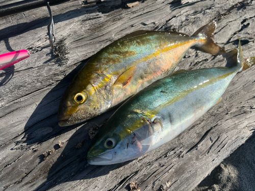 ショゴの釣果