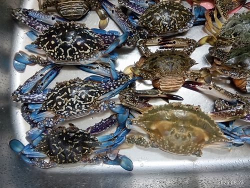 ワタリガニの釣果