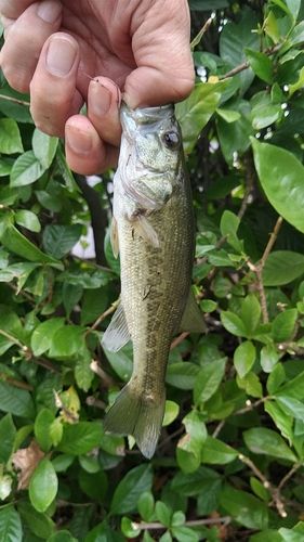ラージマウスバスの釣果