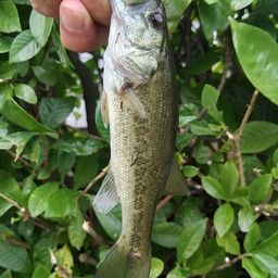 ラージマウスバス