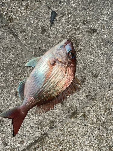 マダイの釣果