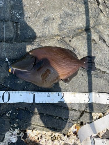 メガネハギの釣果