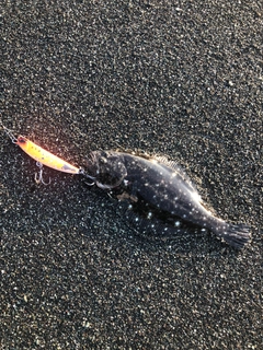 ソゲの釣果