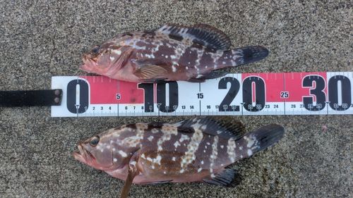 キジハタの釣果