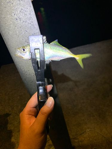 マアジの釣果