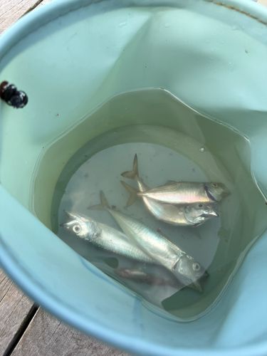 釣果