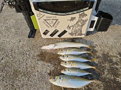 マアジの釣果