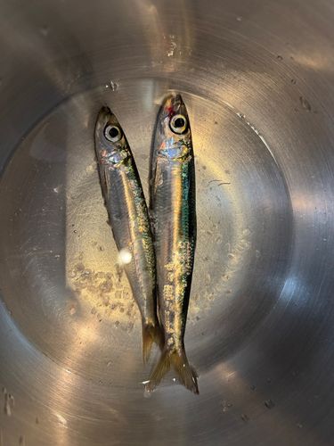 イワシの釣果