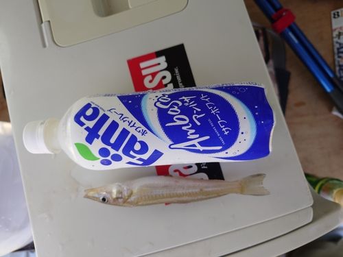 キスの釣果