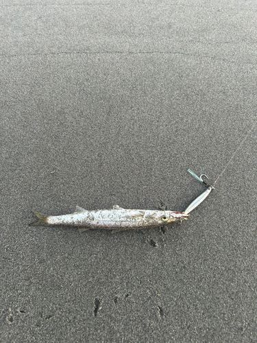 カマスの釣果