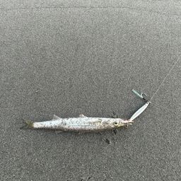 カマス